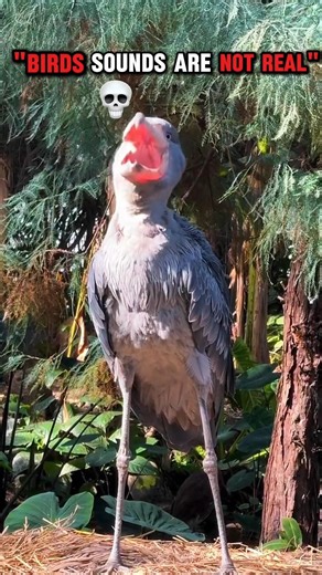 The scariest birds sounds in the world #birds #birdsounds #scarybirds