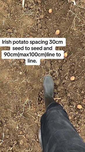 Potato Planting Guide: Optimal Spacing for High-Yield Harvest