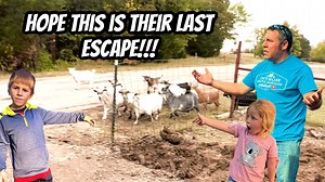 This video is part two from the last video we posted. We have been battling keeping the animals on our property. Now that we have enough of panels we will be able to keep them on the property. We would like to thank each and everyone of y’all for showing your support to our channel. It is amazing how much love we have received from all of this subscribers. Hope y’all have a wonderful day may God bless you all #escape #farm #goats | Eddy Family Farm