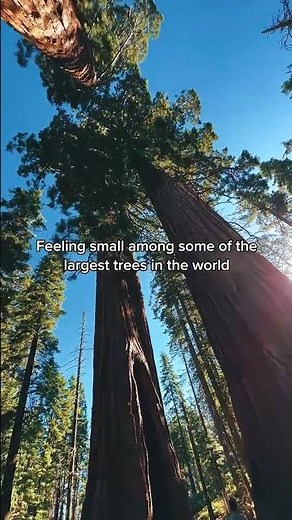 Grant Grove: The General Grant Tree - Hidden Sequoia Gem