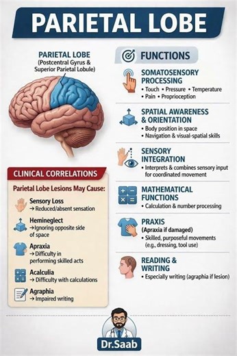 Cranial lobe functions
