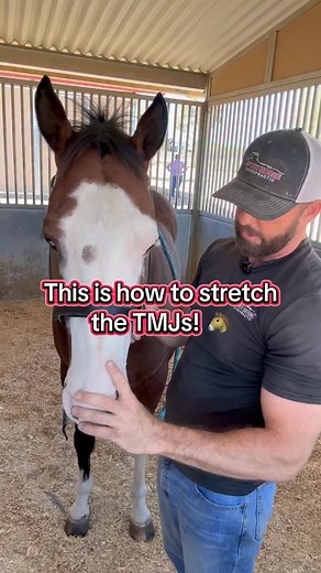 Stretch your horse’s TMJs to help with comfort, softness, and better movement. Teach yourself this simple technique so you can help your horse right away. Comment stretch to get my free shoulder extension stretch. Here’s the link: https://sport-horse-chiropractic.kit.com/freebie #sporthorsechiropractic | Sport Horse Chiropractic