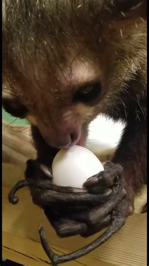 Meet the Aye-aye #fascinating #weird #animals #animalshorts #shorts