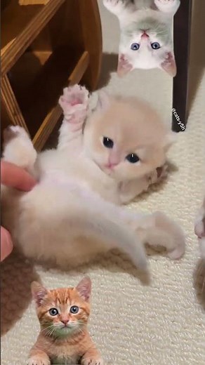 little cute cat has come to visit everyone again! Be happy every day. #cat #cats #kitten #cutecat