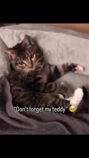 1.5M views · 10K reactions | 凉 CATS LIKE STUFFED ANIMALS The...
