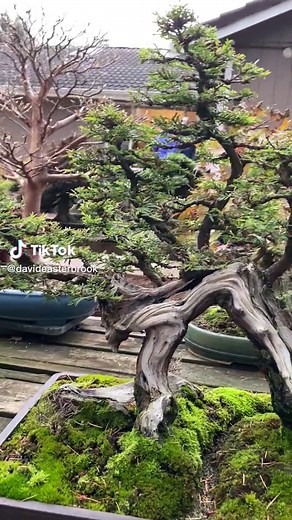 Fabulous Redwood Bonsai Collection by Dave DeGroot