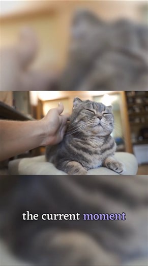 Your cat's behavior gets worse when you punish them #catcare #pettraining