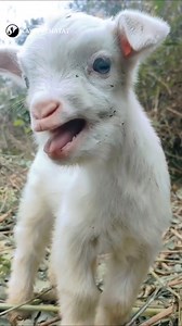 29K views · 8.6K reactions | So Cute Animals ❤️ ... #cuteanimals #animalsounds #capricorn #villagelife naturallife Cat dog | kayitvehayat | Facebook