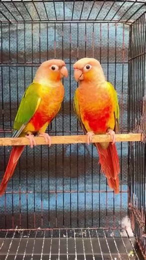 Hyper Red Factor Pineapple Conure#birds #pets #parrot #conure #cute