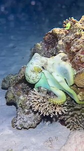 The amazing shap shifting color changing octopus 🐙 | I Love The Ocean