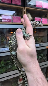 Jayapura Blue Tailed Monitor looking pure fire this morning!!!! Holy macadocious!!! | Snakes 'N' Adders
