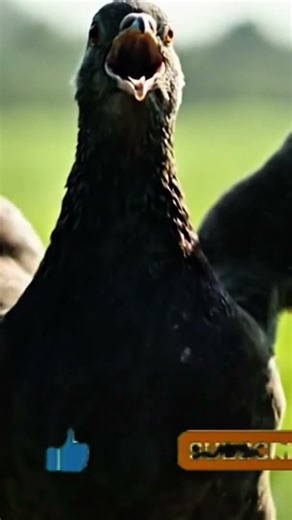 Lizard vs pigeon #trendingaudios #trendingtopic#storybola #storymood#story