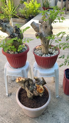 Bonsai Malunggay Tree #bonsai #malunggay #gardeninspiration #plantbased #vegetablegarden | Jayson Gaylan