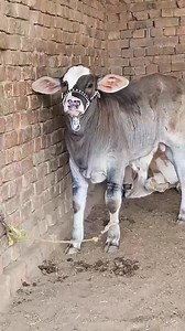 FACE PRINT CHECK KARO | Karachi Cattle Industry