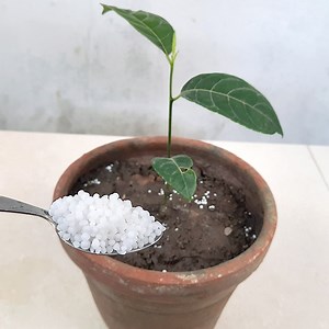 125K views · 1.5K reactions | What is urea & How to use urea Fertilizer ??? | Rana Craft | Facebook