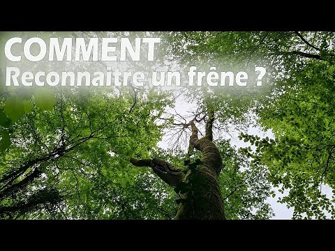 The host tree of the morel mushroom. How to recognize an ash tree?