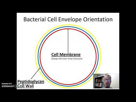 Bacterial Cell Envelope