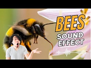 Bees Buzzing - Sound Effect In High Quality - 2 Minutes