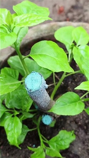 How to make Bougainvillea Plants Bonsai?