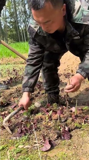 Easy Fern Care: A Beginner's Guide to Growing Ferns