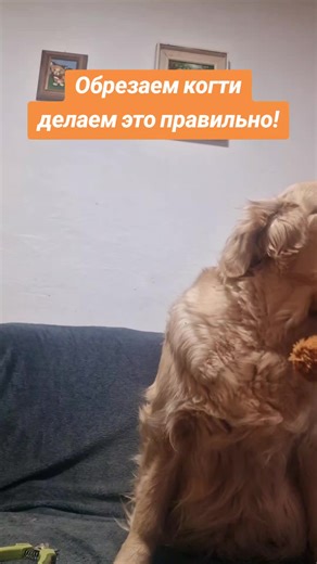 Navilis golden retrievers на TikTok