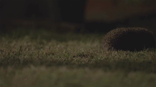 19K views · 372 reactions | Remember, Remember to check for Hedgehogs...