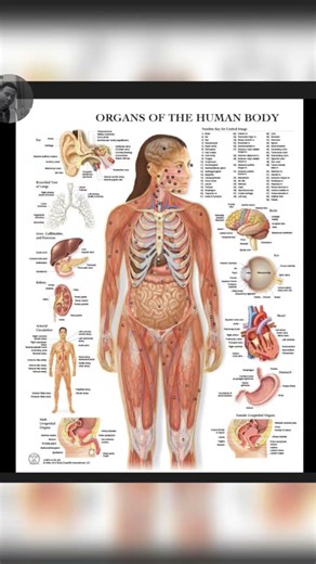 Introduction to human anatomy #anatomy #kitclass #biology #subscribe #science
