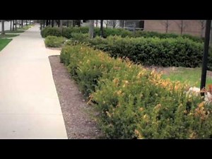 The Revealing Effects of Winter on Trees and Shrubs