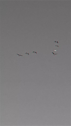 Bro they spared me!😭😭😭