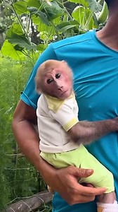 51K views · 2K reactions | BiBi enjoys harvesting bananas | Family BiBi | Facebook