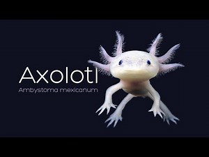 AXOLOTL