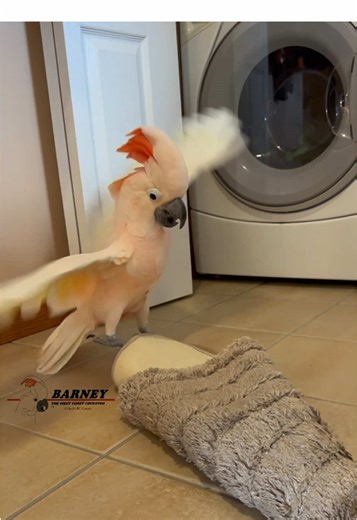 Barney always has fun on laundry day 😂 #barneythewestcoastcockatoo #cockatoo