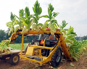 1.2M views · 11K reactions | How to Grow and Process Tobacco - How cigarette is made | Agriculture Technology | Facebook