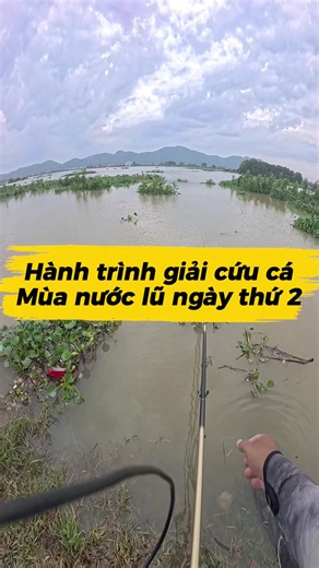 Giải cứu cá mùa lũ ngày 2 — khoe số cá giải cứu được