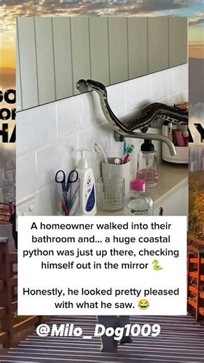 Mirror check: python approves his look 😂🐍#WildSurprise #PythonVibes #UnexpectedGuest