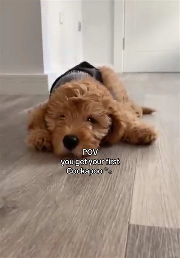 Never a dull moment with you 💙 🐾 #dog #dogs #puppy #cockapoo #cockerpoo