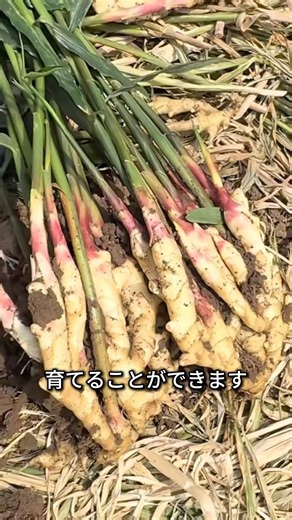 Tips for Hilling Soil to Grow Bigger Ginger
