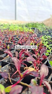 Zone 5 gardening made easy: Grow your own food