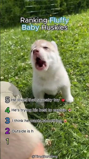 Ranking Fluffy Baby Huskies 🥹❤️ #dogs #funny #crazy #cute
