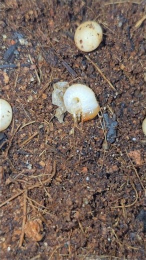 Dynastes grantii Baby