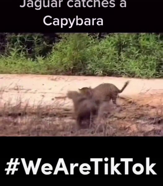 borderman20 on TikTok