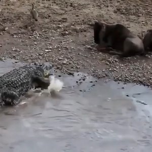 1.2M views · 6K reactions | Top 10 des attaques animales les plus extrêmes prises sur la caméra crocodile, lion | JVH Prod'z | Facebook