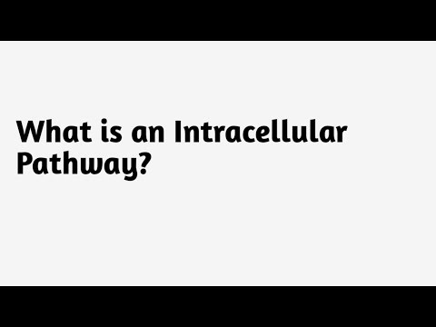 What is an Intracellular Pathway ?