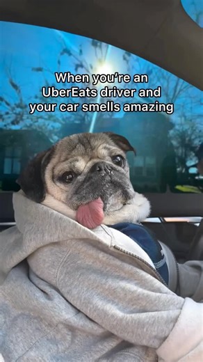 Doug the Pug on Instagram: "“MVP = Most Valuable Pug (and Most Valuable Pizza)” -Doug I’m celebrating the Super Bowl Nashville-style with @slimandhuskys! Thanks to @ubereats, you don’t even have to leave the couch to get that artisan pizza fix. The Game Day Play: 1. Open @ubereats 2. Search for your favorite pizza 3. Use code DOUGTHEPUG for $15 OFF (New Nashville eaters!) May your snacks be plenty and your team actually win 🏈 #Nashville #SuperBowl2026 #Ad #DougThePug #UberEats SuperBowl"