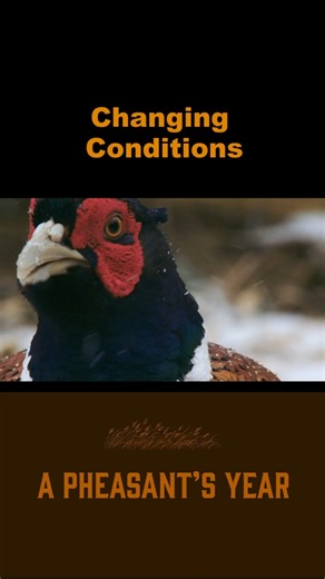 The pheasant hunting conditions are continuing to change across the landscape. Find out how this can impact your late season hunting tactics as we head into the last month of the season! | South Dakota Game, Fish and Parks