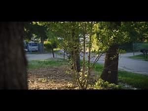 How To: Choosing the Right Tree for Any Location