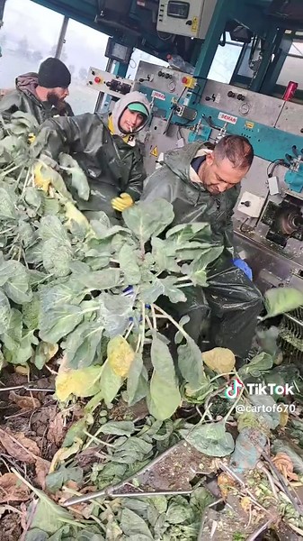 Videoclipuri postate de cartof🥵 (@cartof670) cu sunet original - Diana Cristina