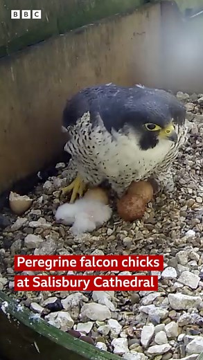 Three peregrine falcon chicks have now hatched at Salisbury Cathedral 🐦🐣 #peregrinefalcon #salisbury | BBC Wiltshire