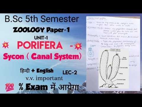 Porifera//Sycon(Canal System)//B.Sc 5th Semester zoology paper-1 💥