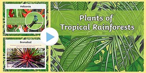Plants of the Rainforest PowerPoint